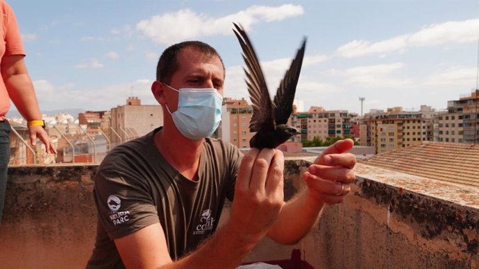 Liberación de un ejemplar de vencejo (apus apus).