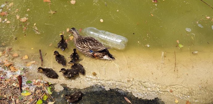 Archivo - Una hembra de ánade real con sus crías nadando entre suciedad y una botella de plástico en el lago del Parque Juan Carlos I de Madrid.