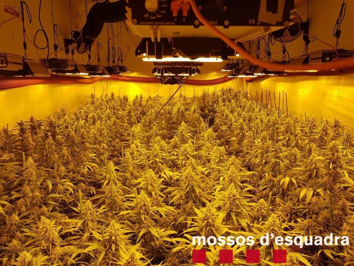 Plantación de marihuana en una vivienda de Guissona.