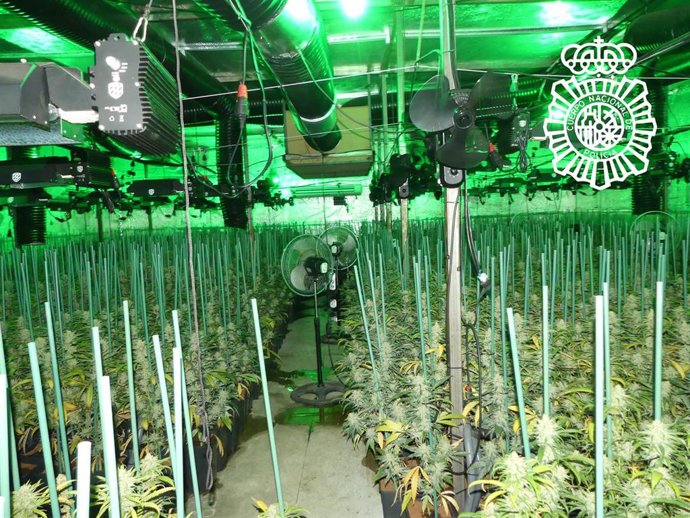 Plantación de marihuana desmantelada en Salamanca.