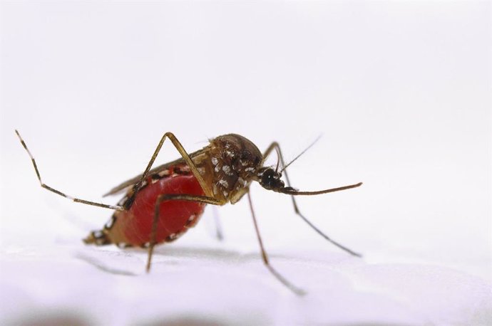 Archivo - Aedes aegypti, mosquito zika.
