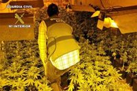 Cinco detenidos con 1.121 plantas de marihuana en viviendas de La Carolina (Jaén)
