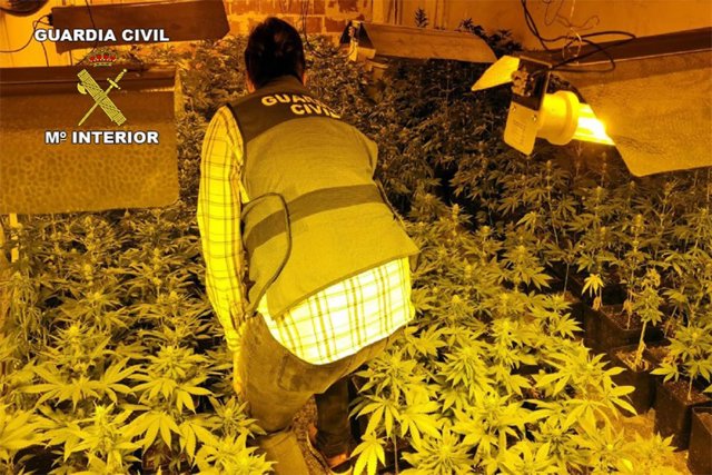 Plantación de marihuana desmantelada por la Guardia Civil