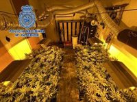 Tres detenidos por el cultivo de 963 plantas de marihuana en viviendas rústicas de Motril (Granada)