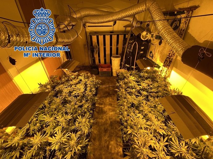 Plantación de marihuana interceptada por la Policía Nacional