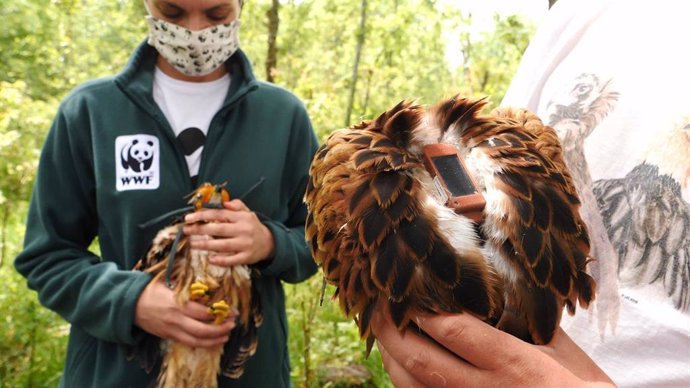 WWF lanza la campaña Centinelas del veneno para luchar desde el aire contra esta amenaza