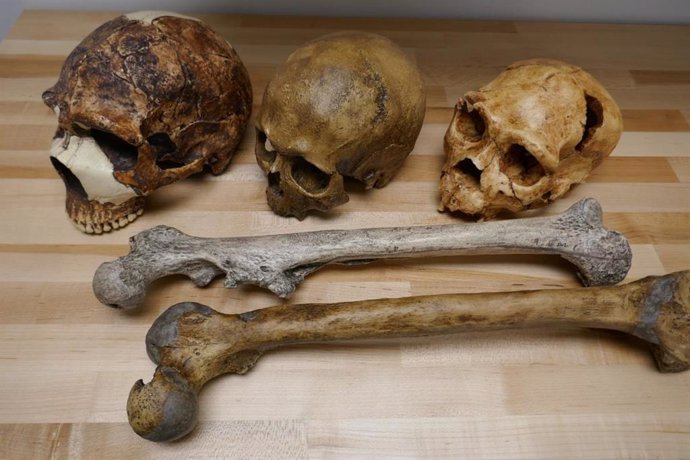 Izquierda: Amud 1, Neanderthal, hace 55.000 años. Centro: Cromagnon, Homo sapiens, hace 32.000 años. Derecha: Atapuerca 5, Homo del Pleistoceno Medio, 430.000 años atrás.