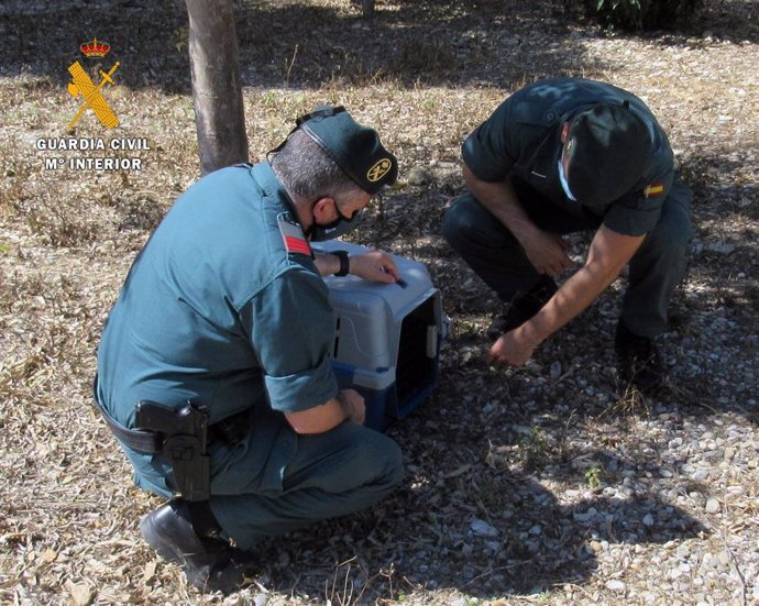 Guardia Civil investiga al autor de los disparos con una carabina de aire comprimido a un gato en Almerimar (El Ejido, Almería)