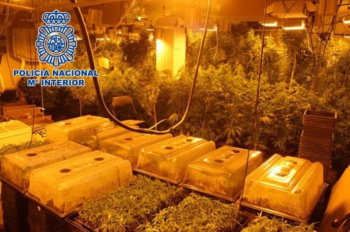 Plantación de marihuana oculta en el sótano de una lavandería