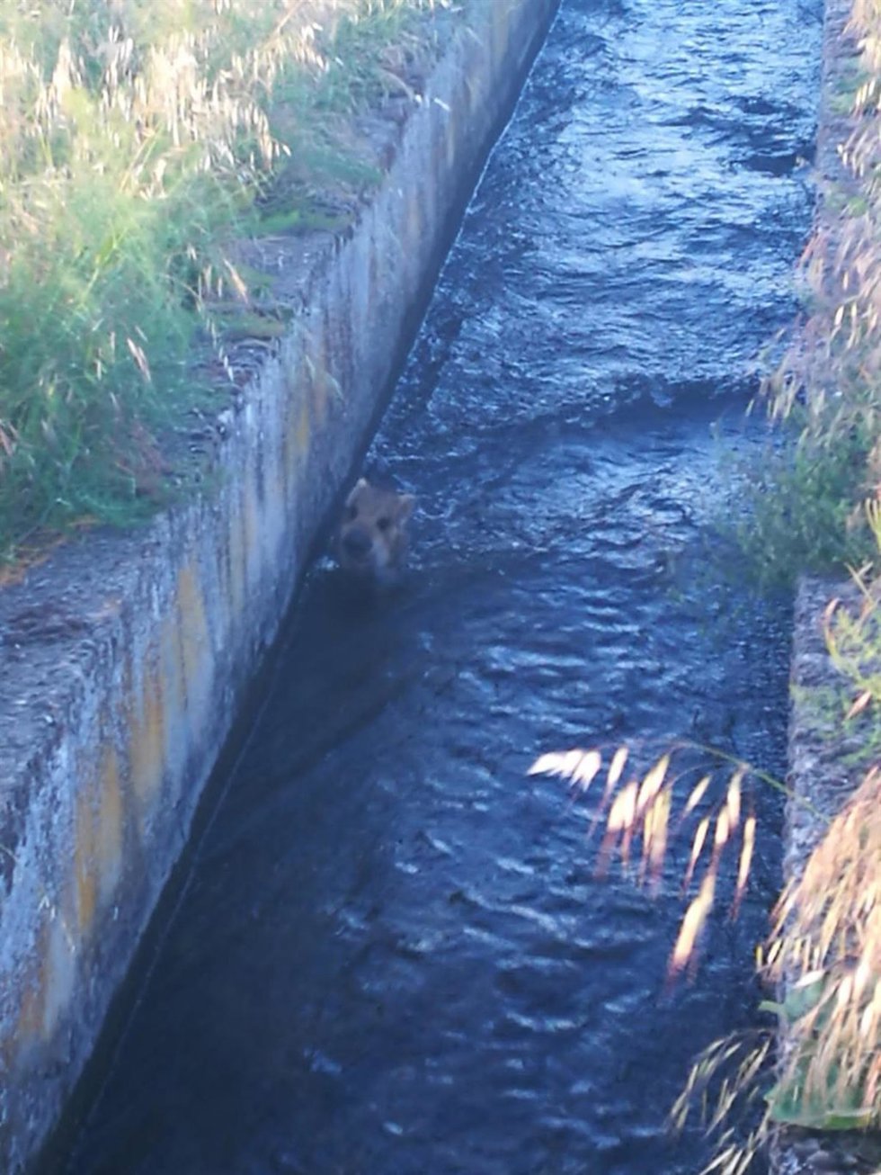 Un jabato caído en un canal de riego