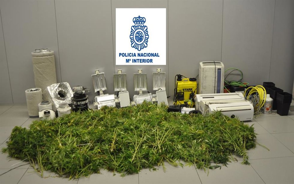 Archivo - Desmantelada un cultivo de 146 plantas de marihuana dentro de un piso okupado en Móstoles