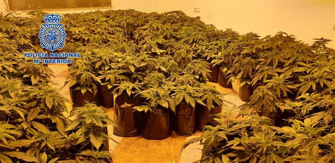 Una de las plantaciones desmanteladas en Almería