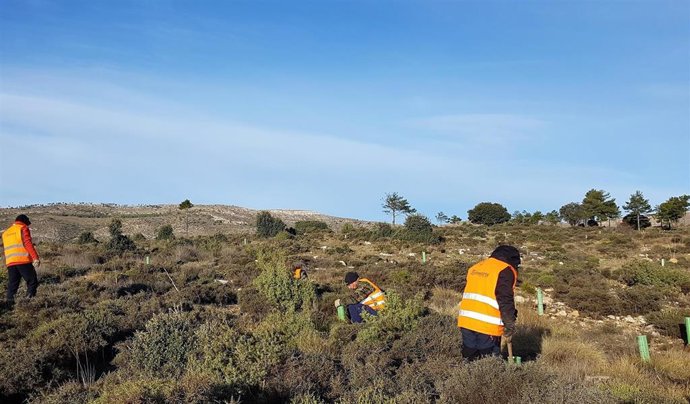 Archivo - Proyecto de reforestación en Ejulve (Teruel) en el que ha participado Mutualidad de la Abogacía