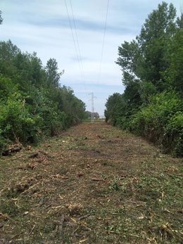 Sevilla.-Endesa destina más de 1,2 millones de euros a la mejora del entorno de las líneas de distribución eléctrica