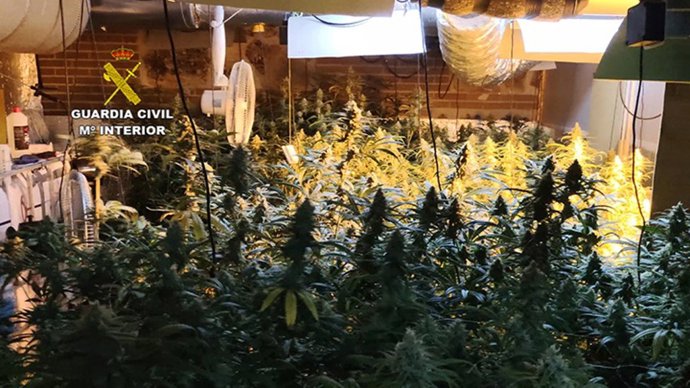 Plantación de marihuana hallada por la Guardia Civil en El Casar