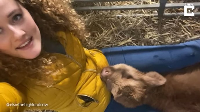 Una estudiante de enfermería tiene un vínculo especial con una vaca de las tierras altas de Escocia