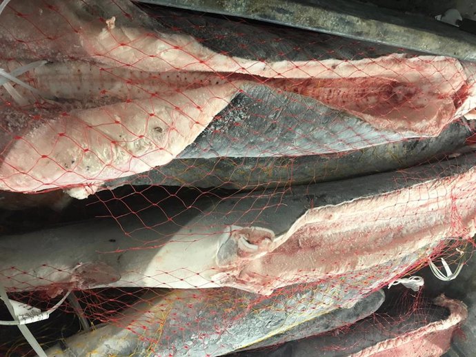 Archivo - Tiburón (marrajo dientuso) congelado en la lonja de Vigo