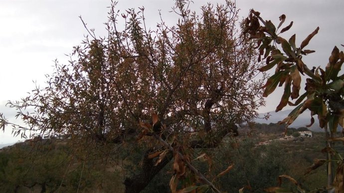 Foto de un almendro con Xylella