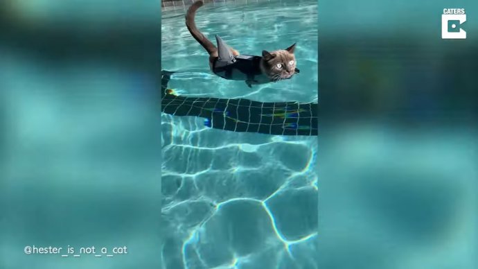 Una gata en chaleco salvavidas aprendiendo a nadar tiene todos los ingredientes para mejorar este martes 13