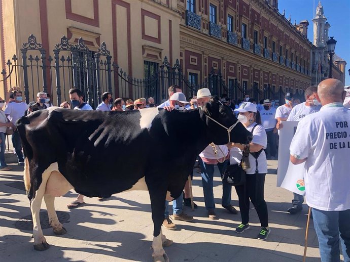 Manifestación de los ganaderos de leche este martes en Sevilla.