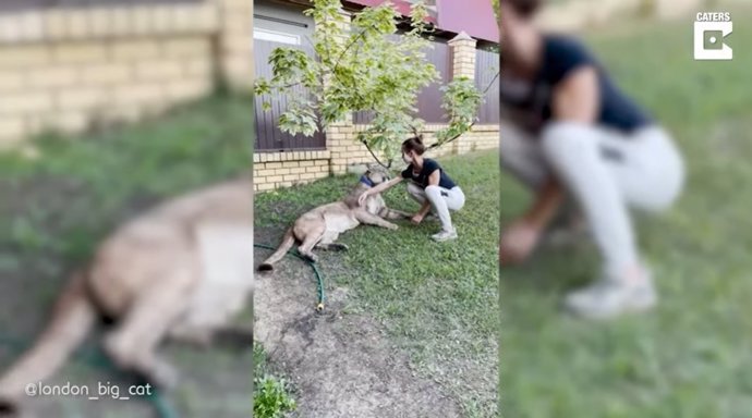 Una mujer rusa juega a darse un tratamiento de spa con su mascota: un puma