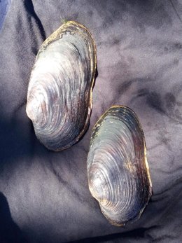 Archivo - Almeja de río Margaritona