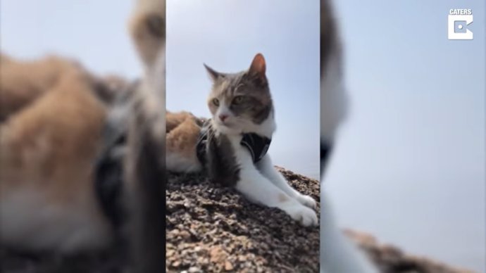 Con 15 años a sus espaldas, esta gata se convierte en una gata aventurera