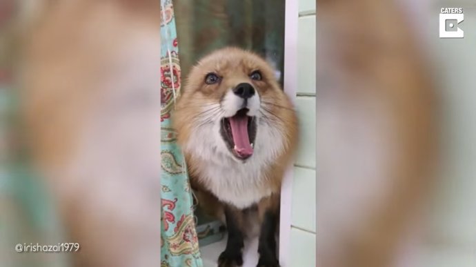 Este zorro rescatado por una mujer en Rusia ha descubierto que le gusta cantar
