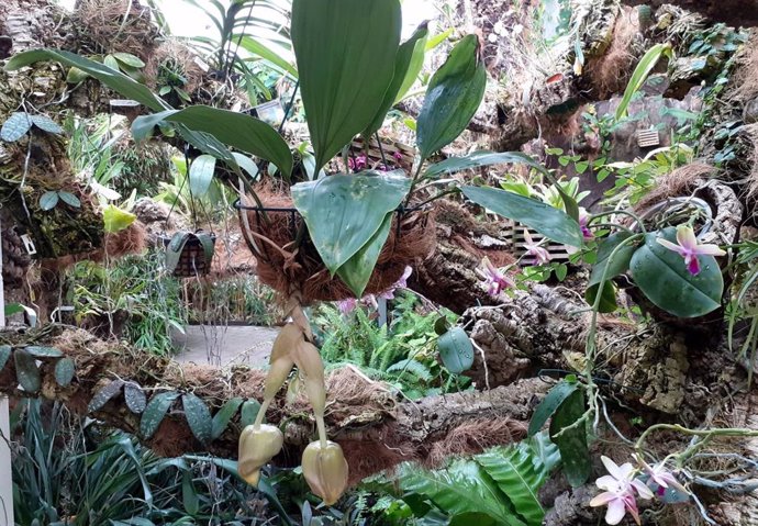 El Orquidario de Estepona acoge la floración de una especie mexicana cuya fragancia se percibe a metros de distancia