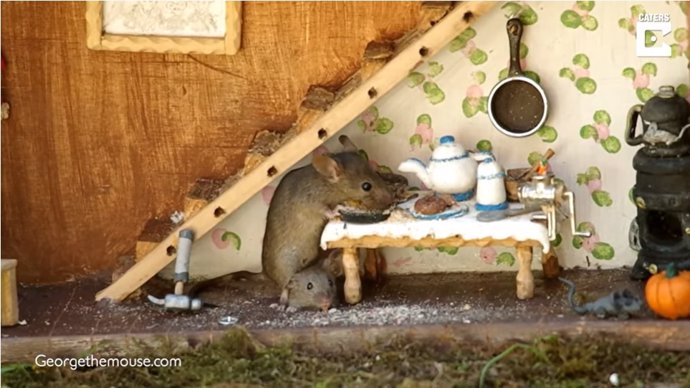 Un fotógrafo descubre una familia de ratones en su jardín y decide construirles una casita de ensueño
