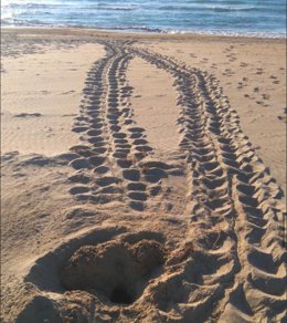 Rastro en la arena de una tortuga marina
