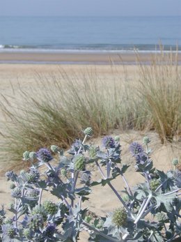 Archivo - Playa de Huelva./Archivo