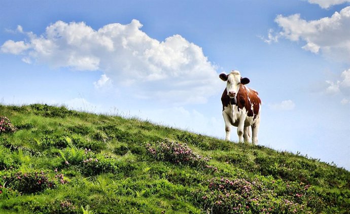 Archivo - Vaca. Ganadería. Sector agrario, ganadero y lácteo. Mundo rural.