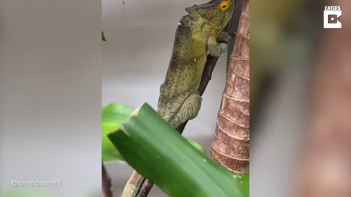 Cada vez que este camaleón ve algo amarillo adopta uno de sus conocidos como "colores del mal humor"