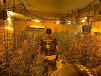 Dos detenidos con dos plantaciones de marihuana en viviendas de Almodóvar del Río (Córdoba)