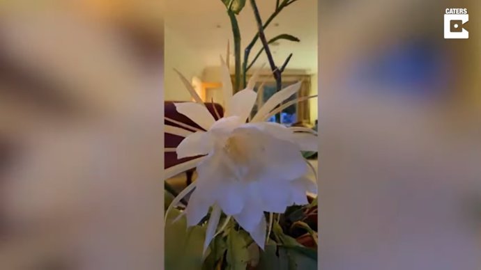 La floración de la Brahma Kamal, un espectáculo que solo sucede una vez al año y que, dicen, trae buena suerte