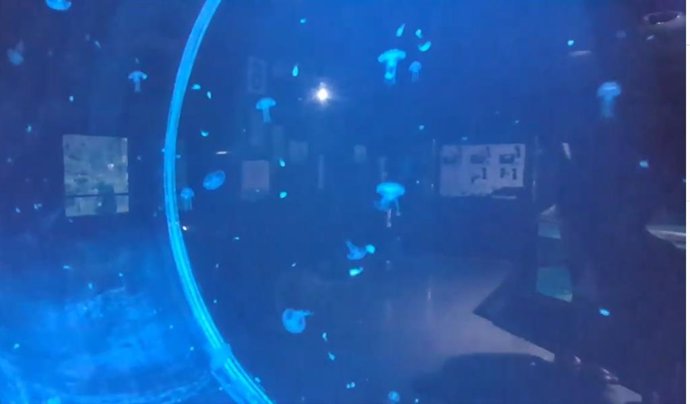 Archivo - Pequeñas medusas llegadas al Aquarium de Roquetas de Mar