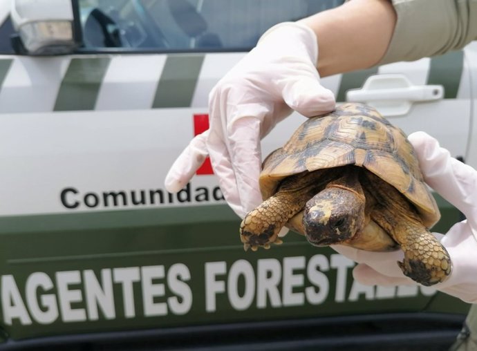 Encuentran una tortuga mora, especie protegida de la costa mediterránea, en una finca de Fresno de Torote