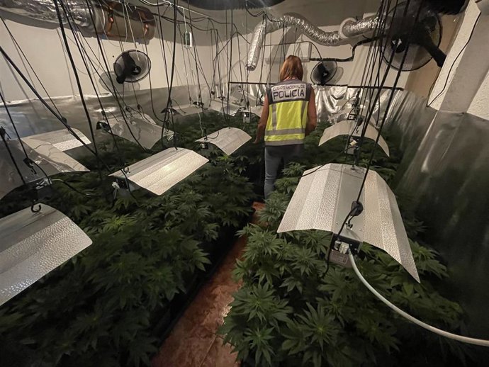 Desmantelan un laboratorio de marihuana en el interior de una vivienda de Torrent (Valencia)