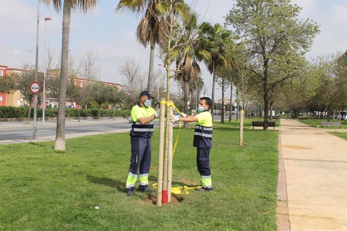 Plantación de árboles en Huelva.
