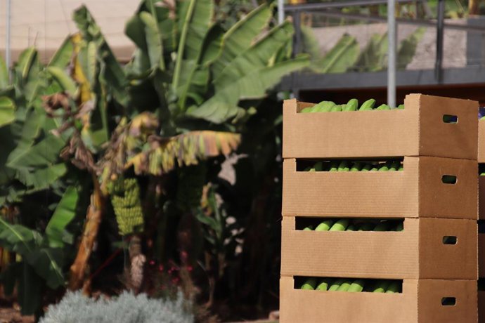 Archivo - El Gobierno de Canarias abona 74,8 millones de euros a los productores de plátano con IGP y de tomate