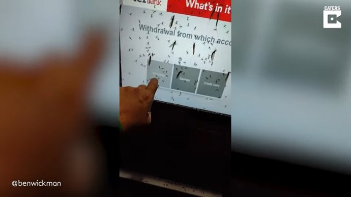 Así es sacar dinero de un cajero automático cubierto de cientos de insectos