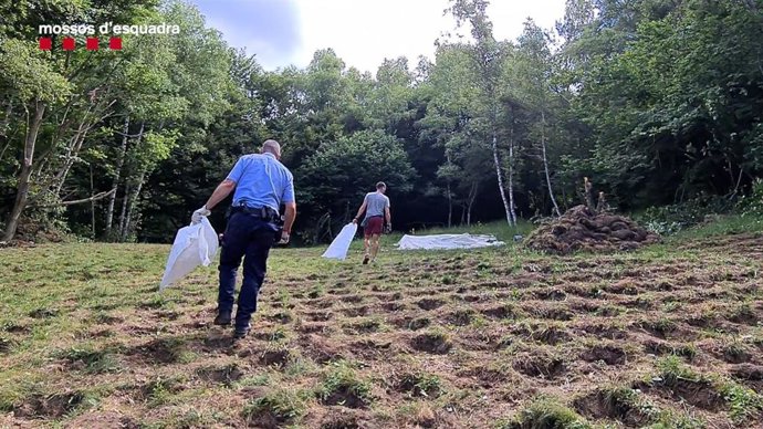 Los Mossos d'Esquadra han desmantelado dos plantaciones con 5.335 plantas de marihuana