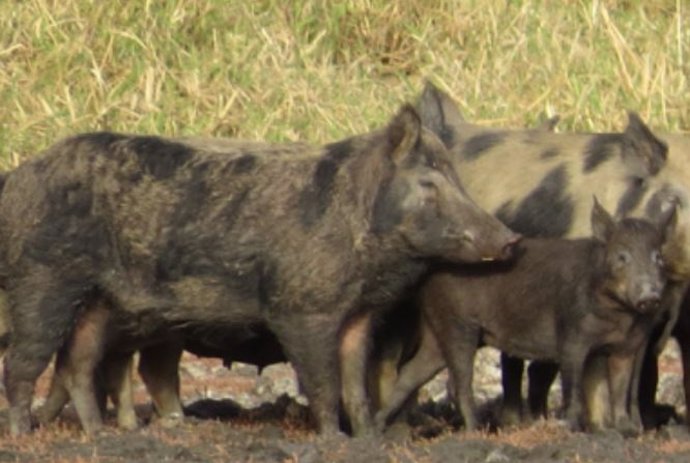 "Los cerdos salvajes son como tractores que aran los campos, removiendo el suelo para encontrar comida", dice el Dr. O'Bryan.