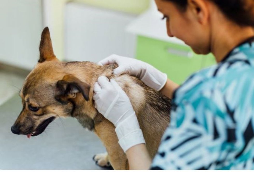 Una veterinaria atiende a un perro.