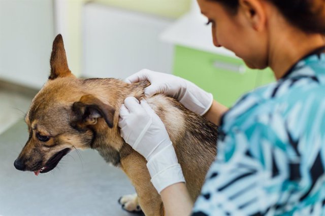 Archivo - Veterinaria tratando a un perro.