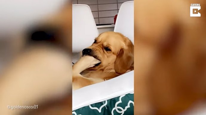 La cara de confusión de este perro al ser preguntado por su dueña si está bien se ha hecho viral en Internet