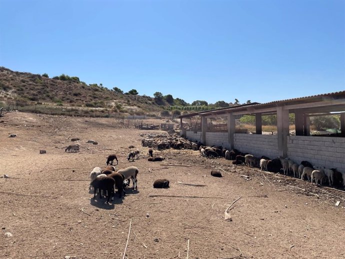 Policía de Elche impide la venta ilegal de una decena de corderos vivos en una explotación ganadera