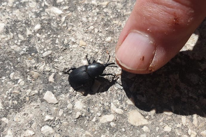 Imagen del picudo negro