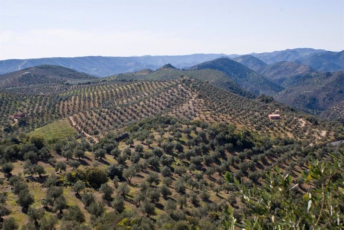 Archivo - Paisaje de olivar en Andalucía.